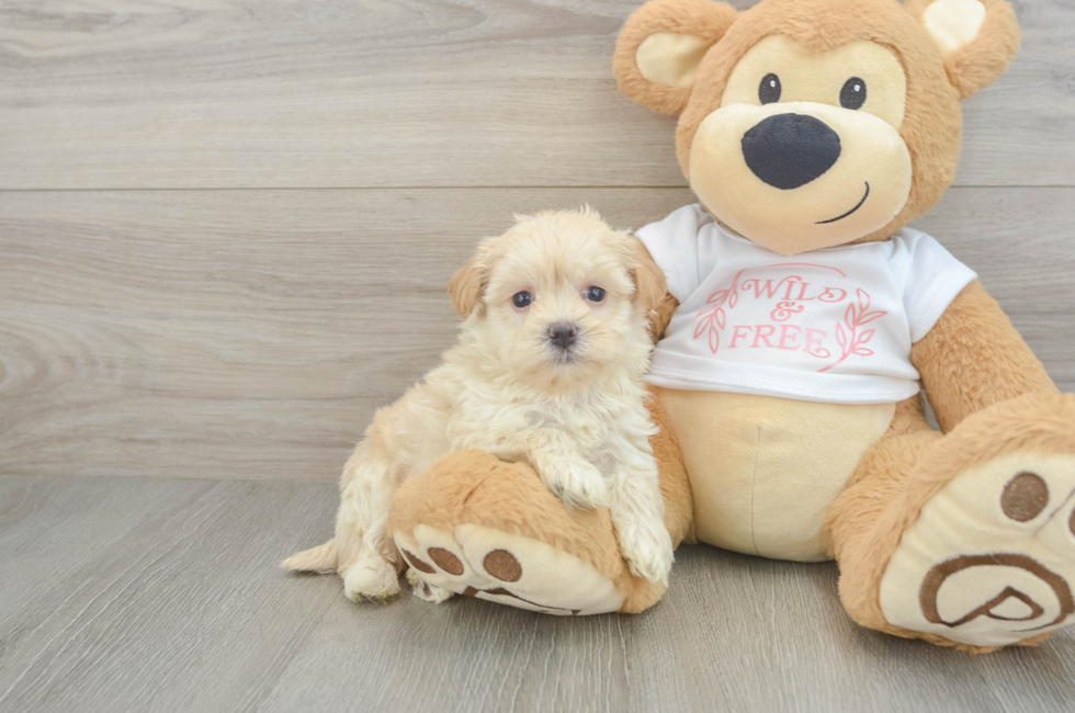 5 week old Maltipoo Puppy For Sale - Simply Southern Pups