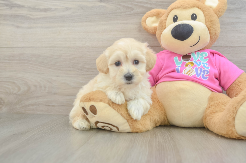7 week old Maltipoo Puppy For Sale - Simply Southern Pups