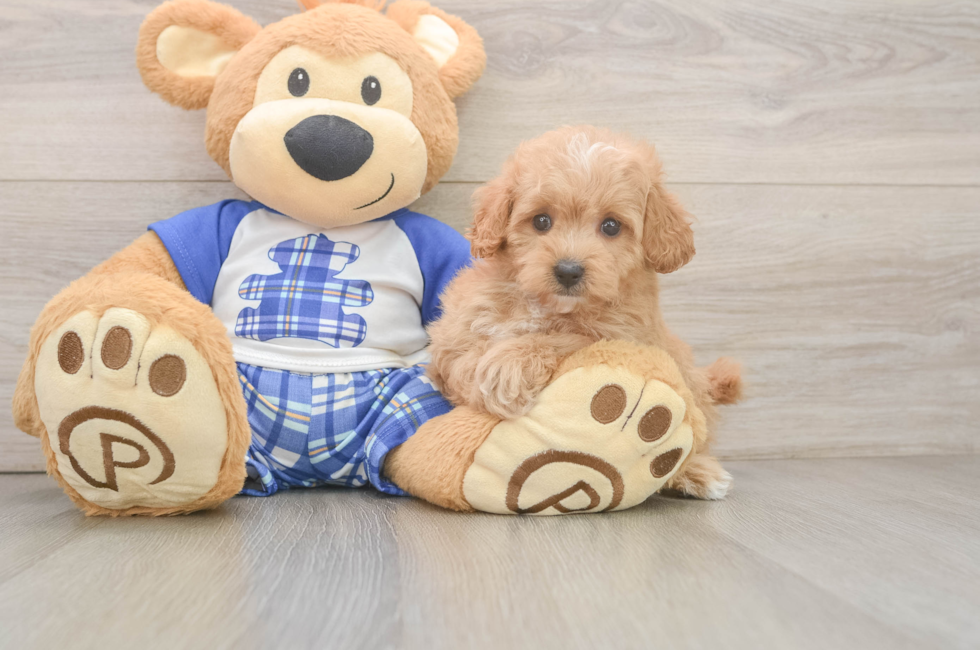 6 week old Maltipoo Puppy For Sale - Simply Southern Pups
