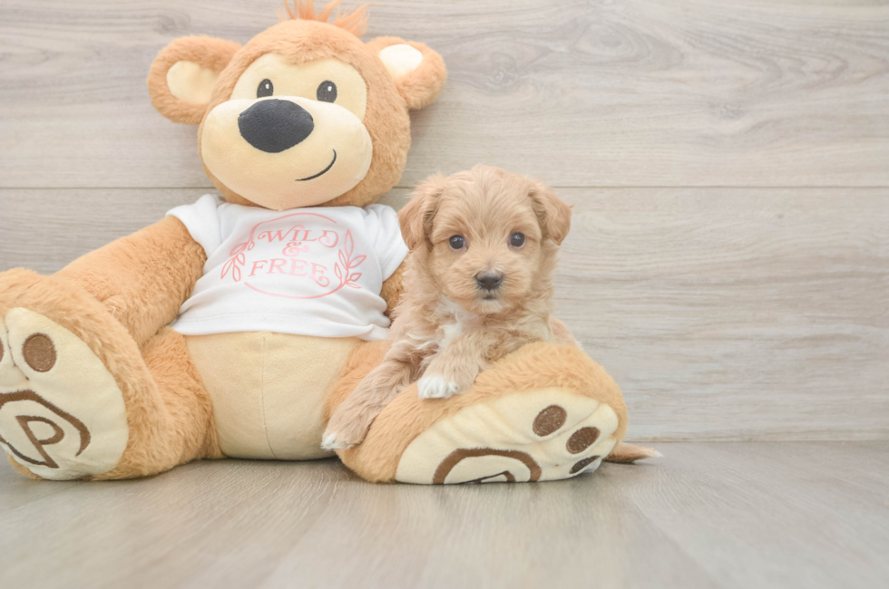 5 week old Maltipoo Puppy For Sale - Simply Southern Pups