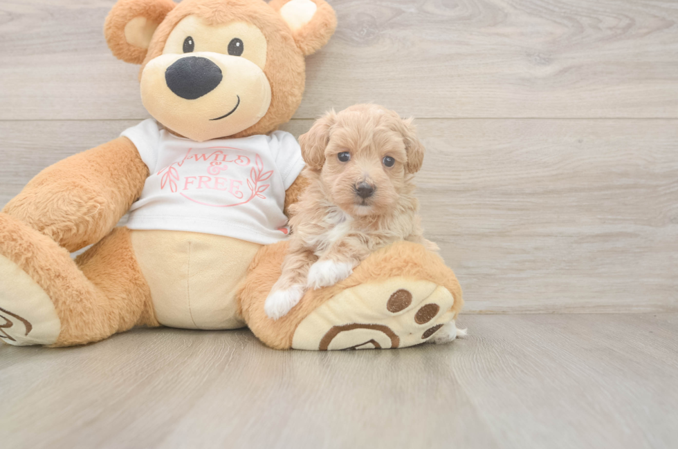 5 week old Maltipoo Puppy For Sale - Simply Southern Pups