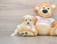 8 week old Maltipoo Puppy For Sale - Simply Southern Pups