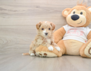 8 week old Maltipoo Puppy For Sale - Simply Southern Pups