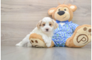 Adorable Moodle Poodle Mix Puppy