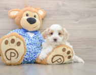 6 week old Maltipoo Puppy For Sale - Simply Southern Pups
