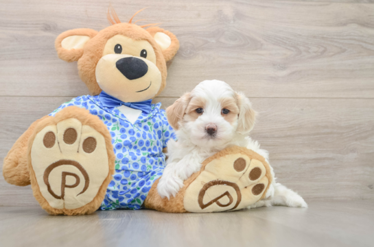 Sweet Maltipoo Baby