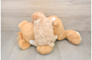Maltipoo Puppy for Adoption