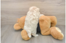 Sweet Maltipoo Baby