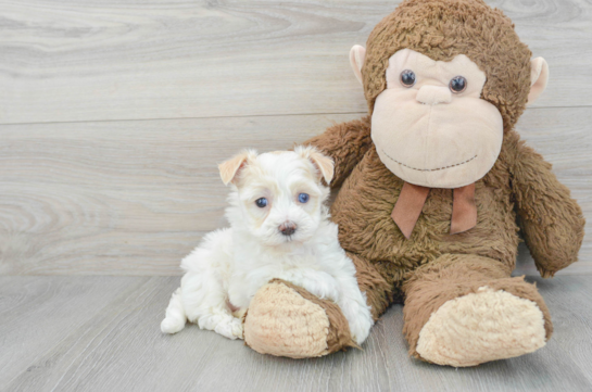 Maltipoo Puppy for Adoption