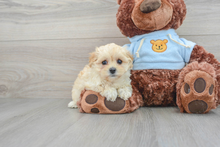 Maltipoo Pup Being Cute