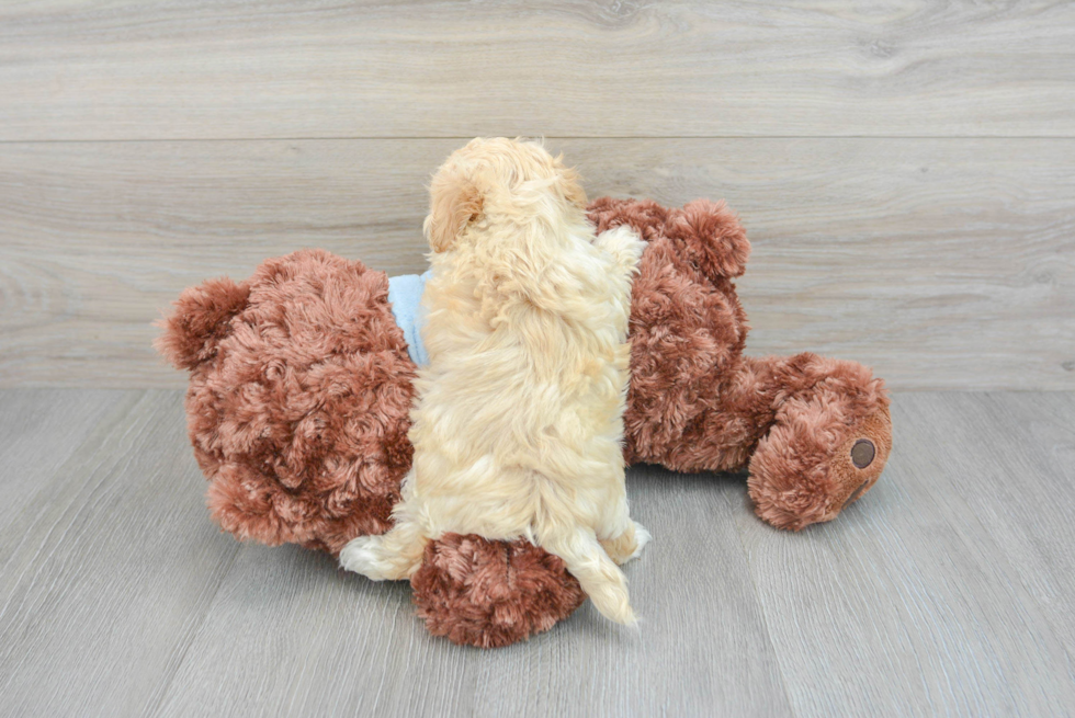 Petite Maltipoo Poodle Mix Pup