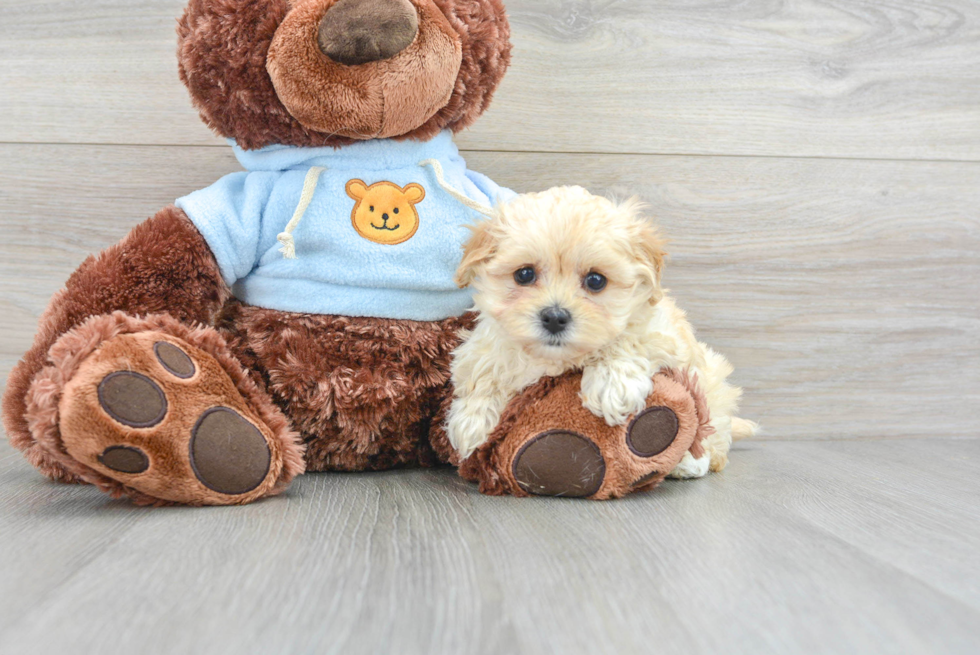 Maltipoo Pup Being Cute