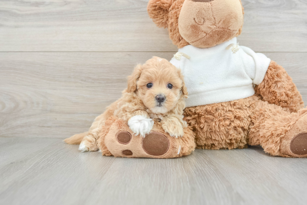 Best Maltipoo Baby