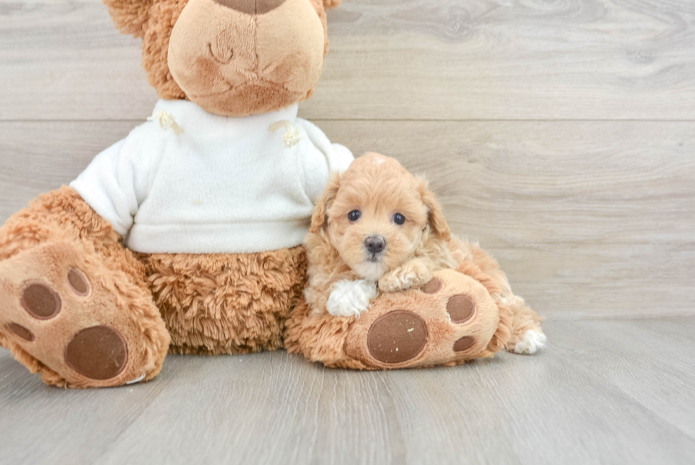 Smart Maltipoo Poodle Mix Pup