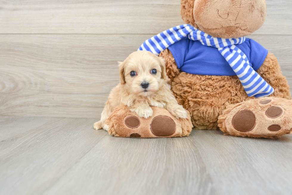 Maltipoo Puppy for Adoption