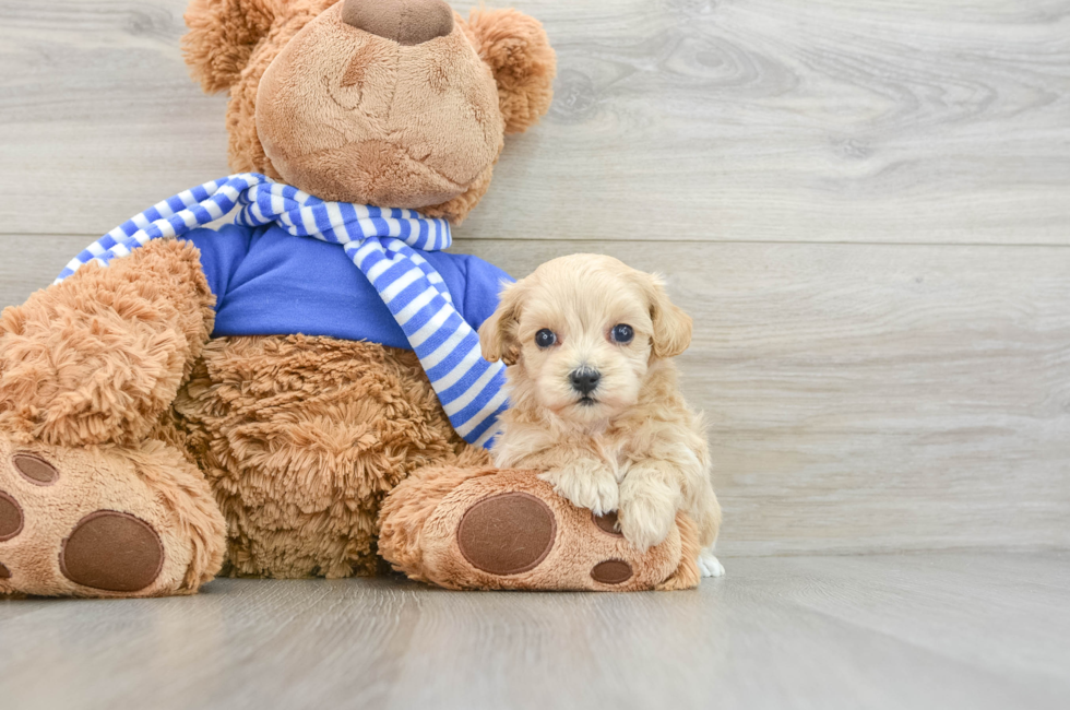 6 week old Maltipoo Puppy For Sale - Simply Southern Pups