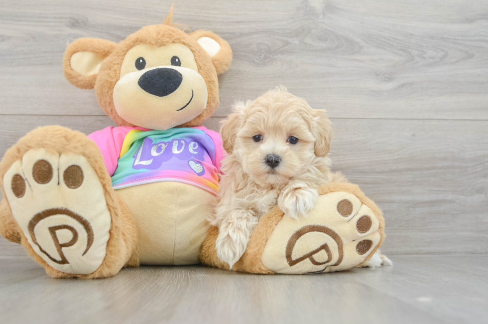 7 week old Maltipoo Puppy For Sale - Simply Southern Pups
