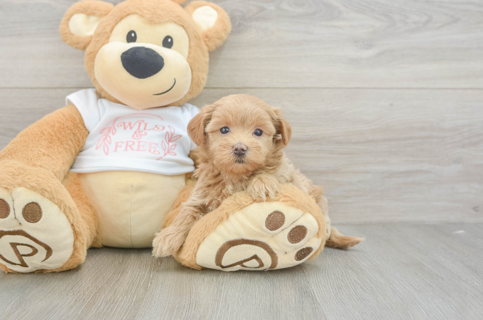 5 week old Maltipoo Puppy For Sale - Simply Southern Pups