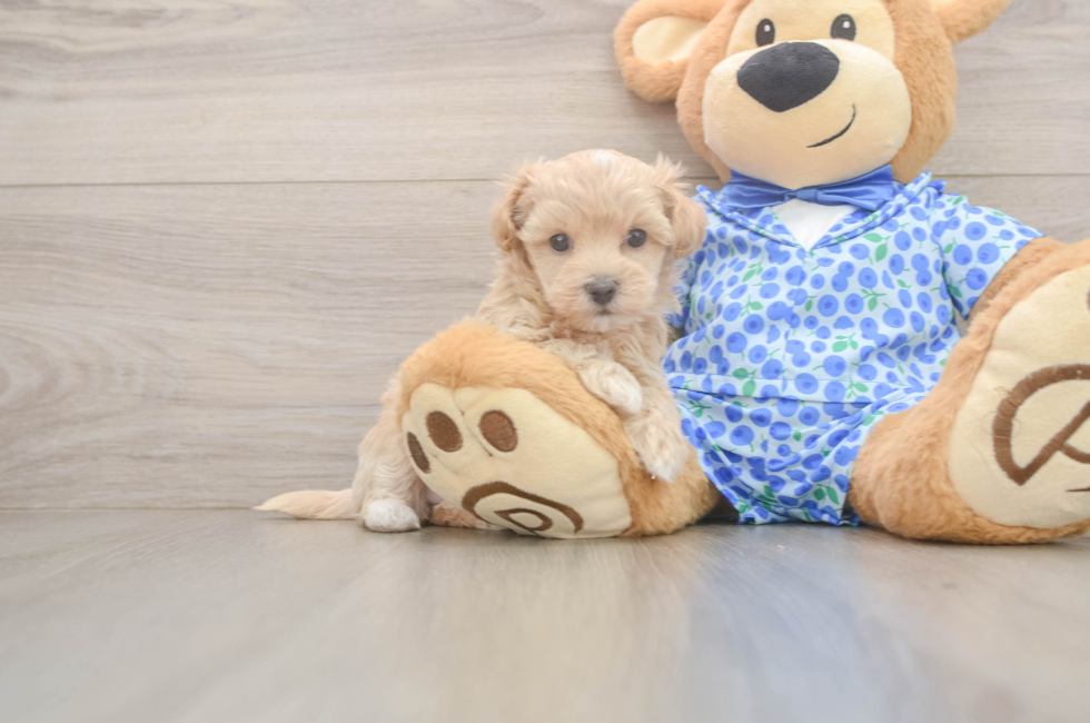 5 week old Maltipoo Puppy For Sale - Simply Southern Pups