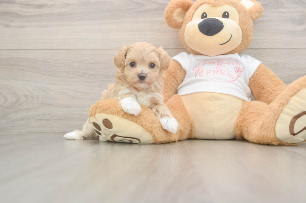 5 week old Maltipoo Puppy For Sale - Simply Southern Pups