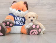 8 week old Maltipoo Puppy For Sale - Simply Southern Pups