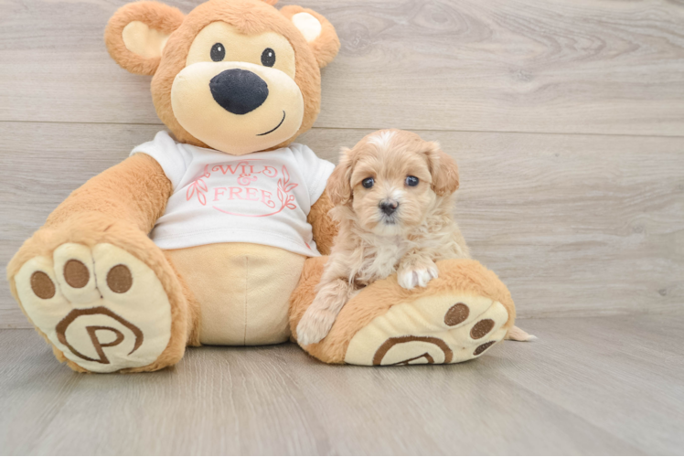 Best Maltipoo Baby