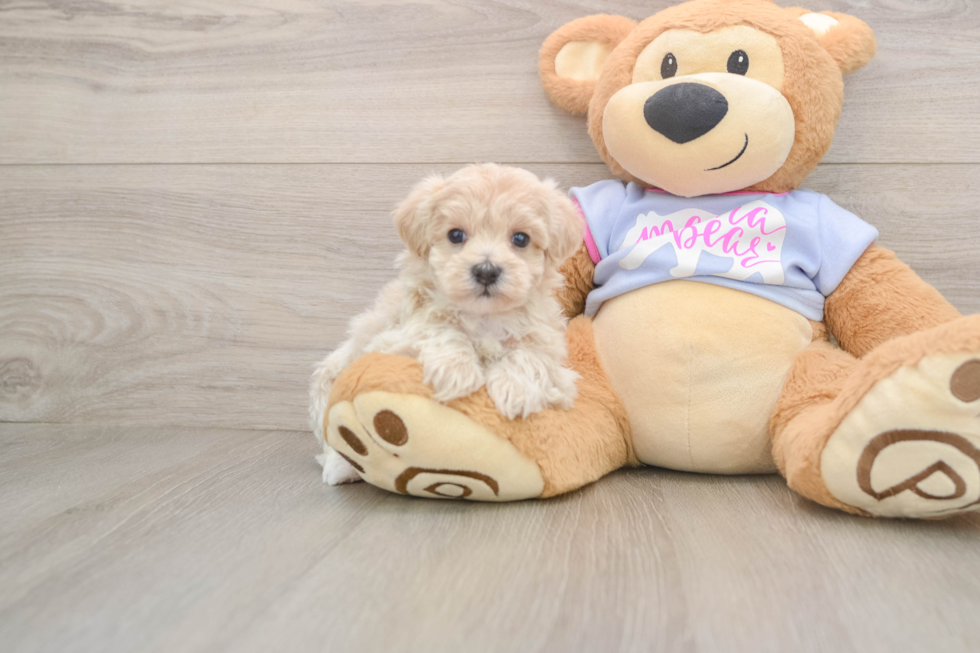 Playful Malt Oodle Poodle Mix Puppy