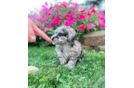 Cute Maltipoo Baby