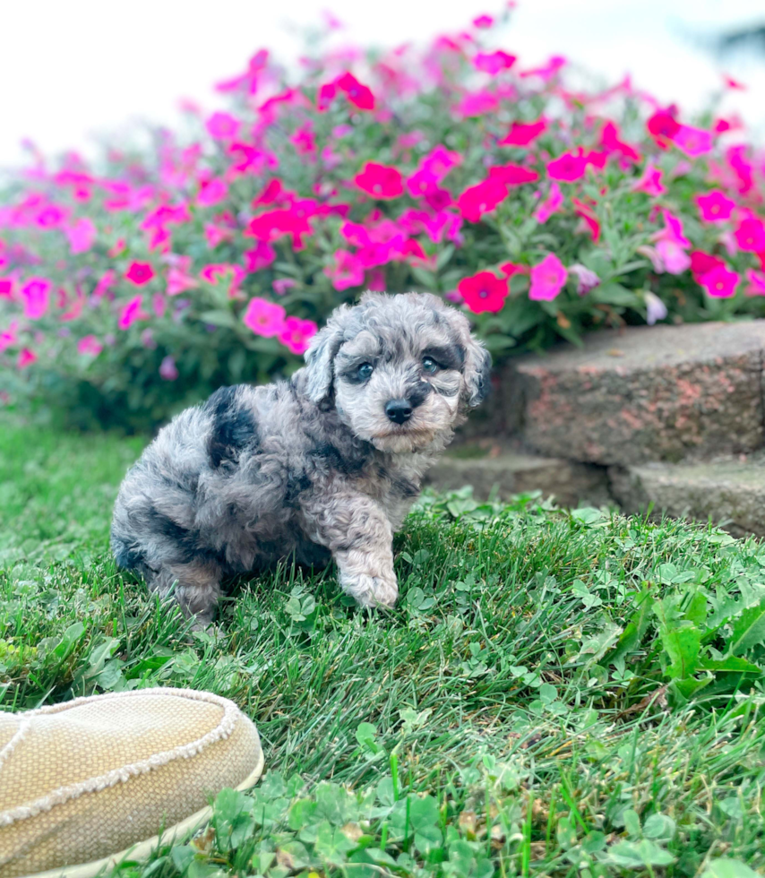 Maltipoo Puppy for Adoption