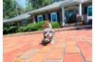 Best Maltipoo Baby