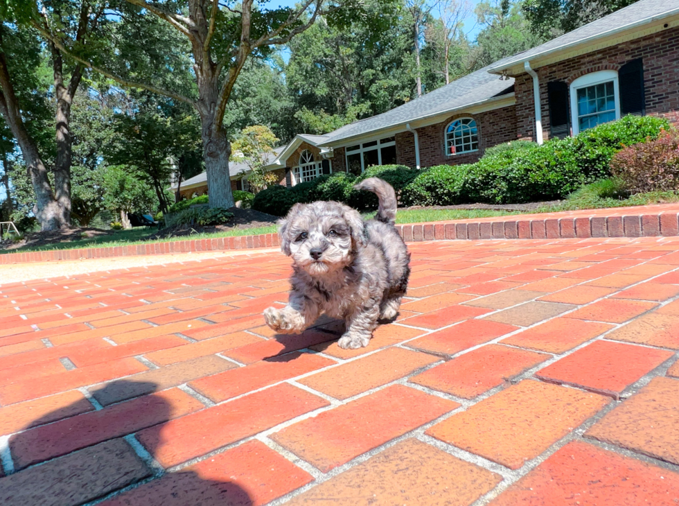 Cute Maltepoo Poodle Mix Puppy