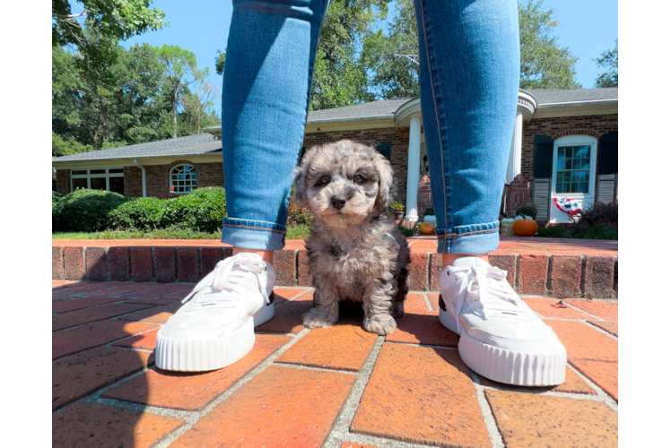Best Maltipoo Baby