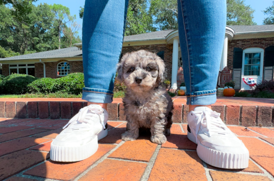 Best Maltipoo Baby