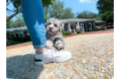 Best Maltipoo Baby
