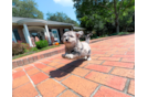Cute Maltipoo Baby