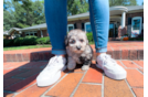Cute Maltipoo Poodle Mix Pup