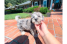 Cute Maltipoo Baby
