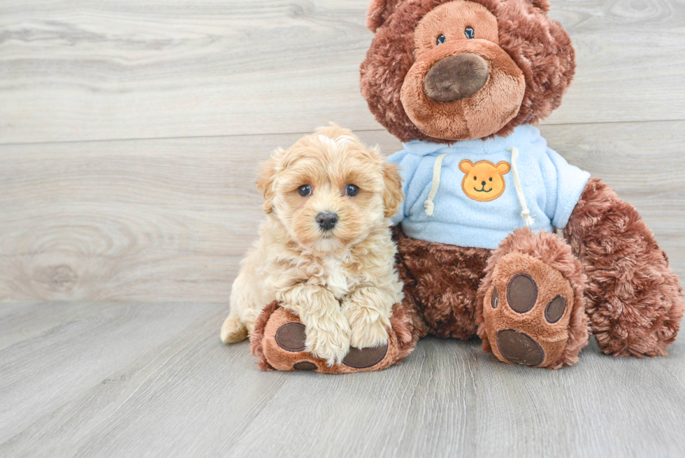 Maltipoo Puppy for Adoption