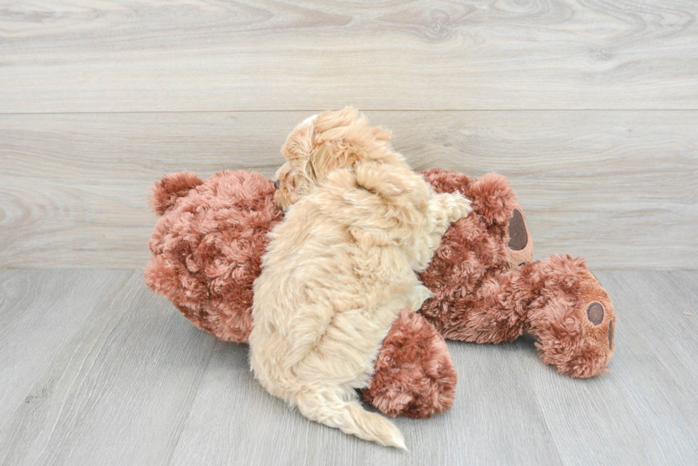 Adorable Maltese Poodle Poodle Mix Puppy
