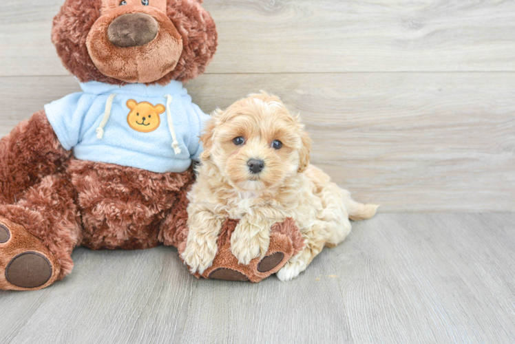 Fluffy Maltipoo Poodle Mix Pup
