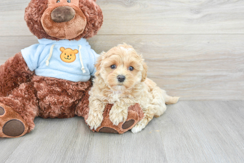 Fluffy Maltipoo Poodle Mix Pup