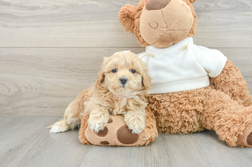 6 week old Maltipoo Puppy For Sale - Simply Southern Pups