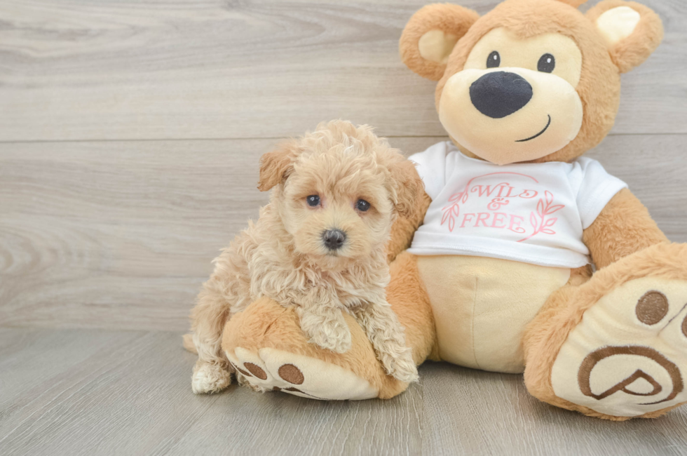 5 week old Maltipoo Puppy For Sale - Simply Southern Pups