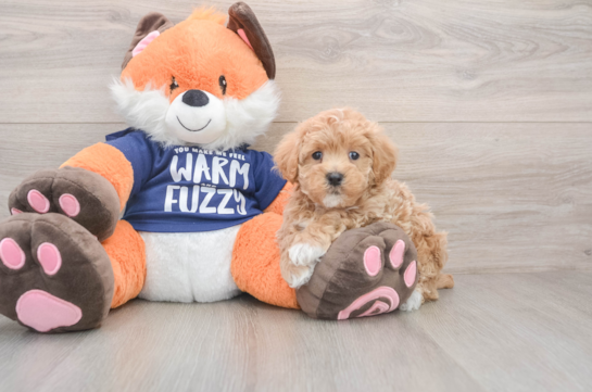 Maltipoo Puppy for Adoption