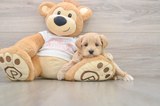 Adorable Malt a Poo Poodle Mix Puppy