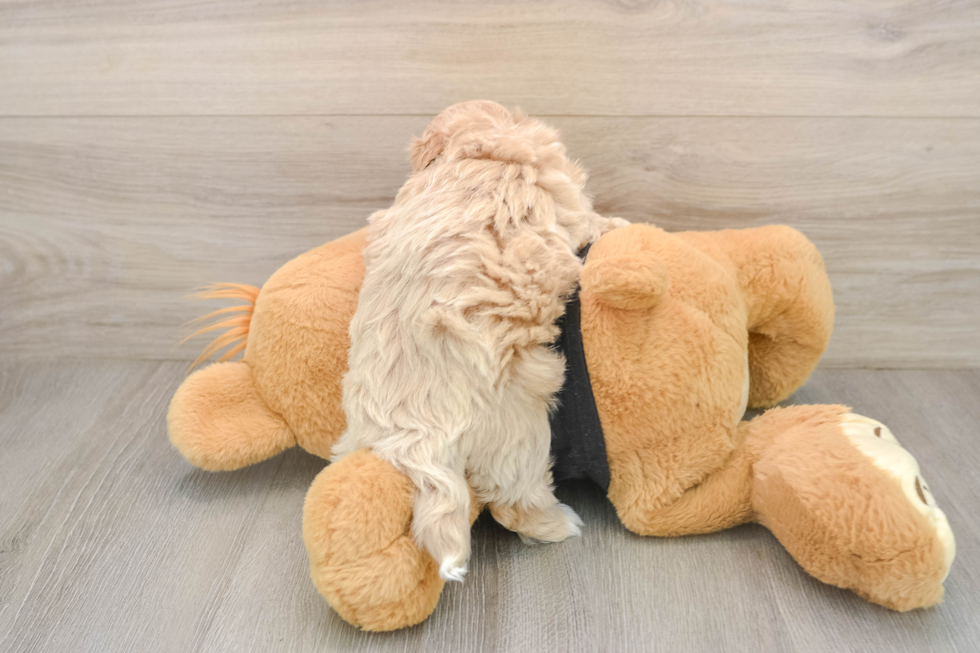 Maltipoo Puppy for Adoption
