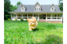 Best Maltipoo Baby