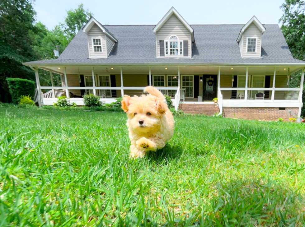 Best Maltipoo Baby
