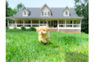 Maltipoo Puppy for Adoption