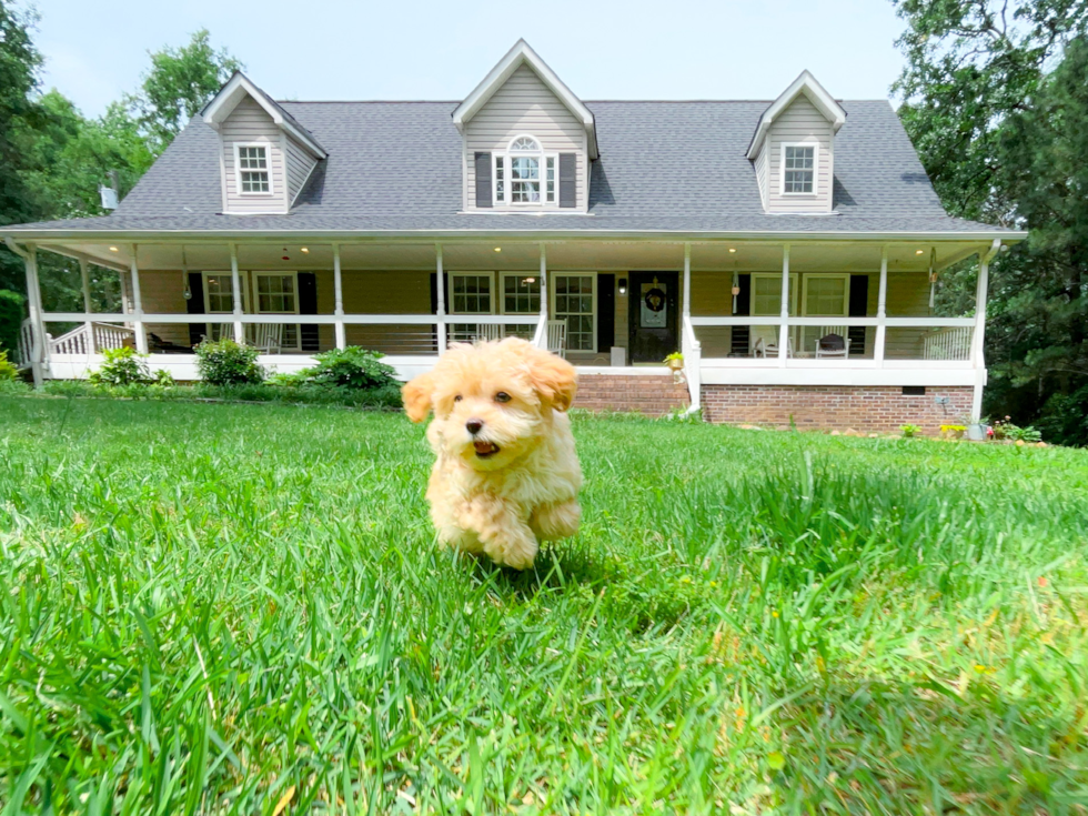 Maltipoo Puppy for Adoption
